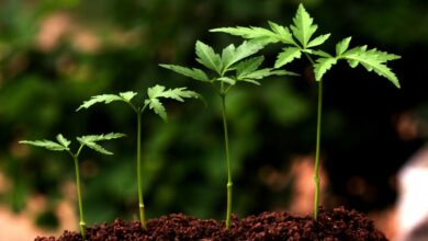 Ecosystem Restoration