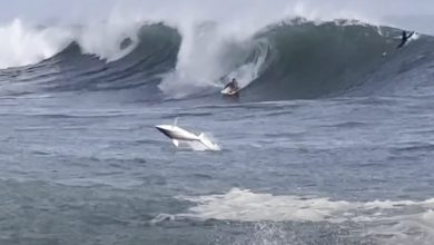 (Video) Shark Leaps Out Of Water In Front Of Hawaii Surfer 1 Shark Leaps Out Of Water