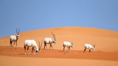 Oryx Walk The Sands Of Neom After Nearly 100 Years 14 Oryx Walk The Sands Of Neom After Nearly 100 Years