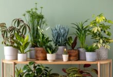 Indoor Plants