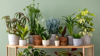 10 Reasons Why You Should Get Indoor Plants: Health Benefits &Amp; More 13 Camping Spots In Dubai